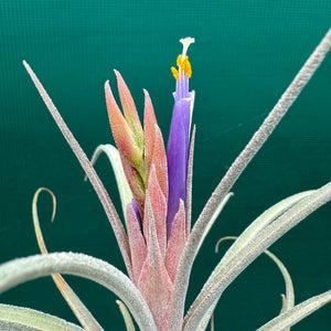 Tillandsia - Borumba