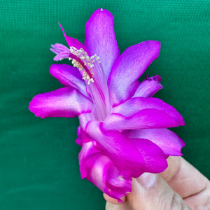 Zygocactus Purple Dancer
