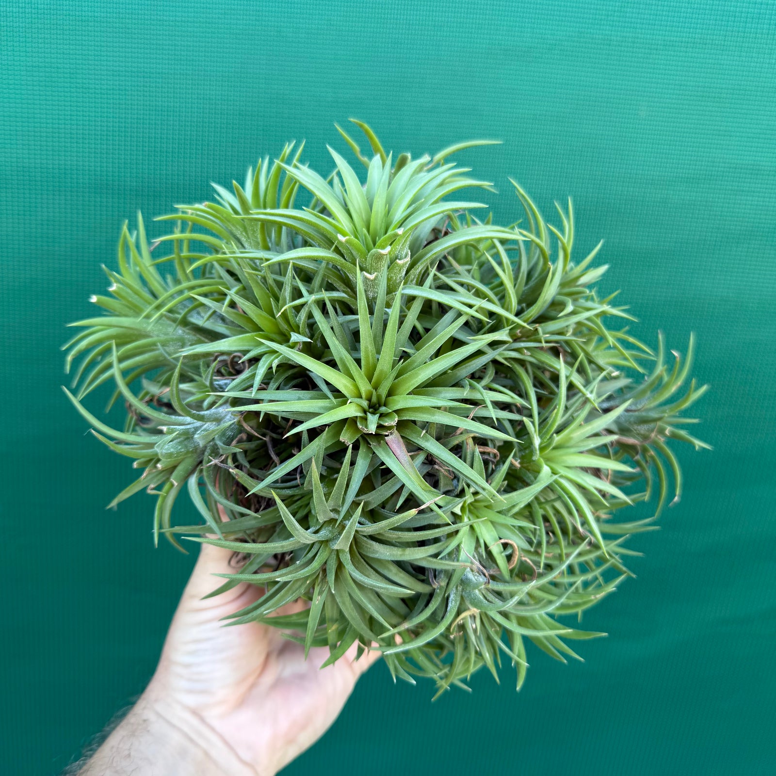 Tillandsia ionantha ‘BOE685’ (Mature Clump)