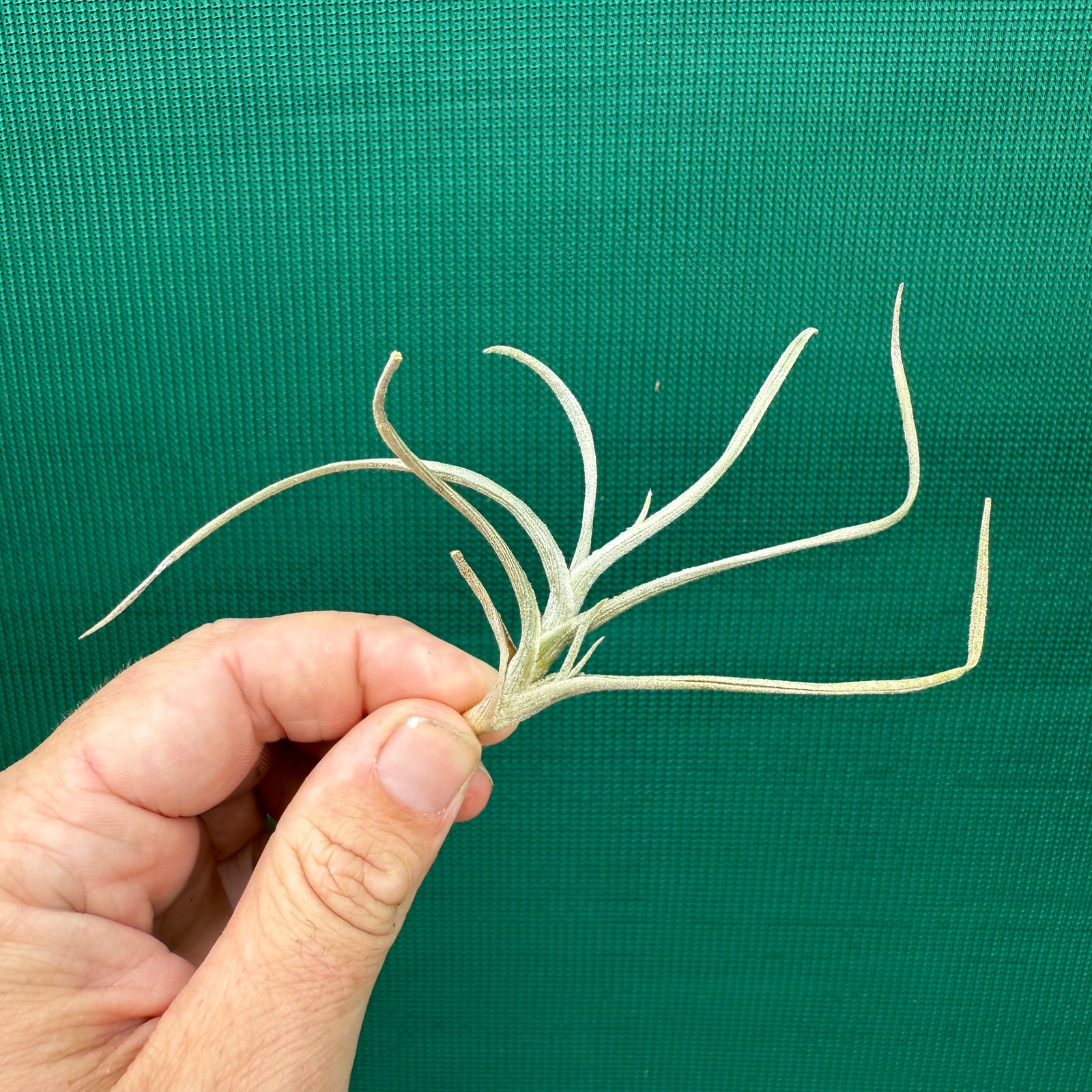 Tillandsia - Holm’s Sunset ex. DD NEW