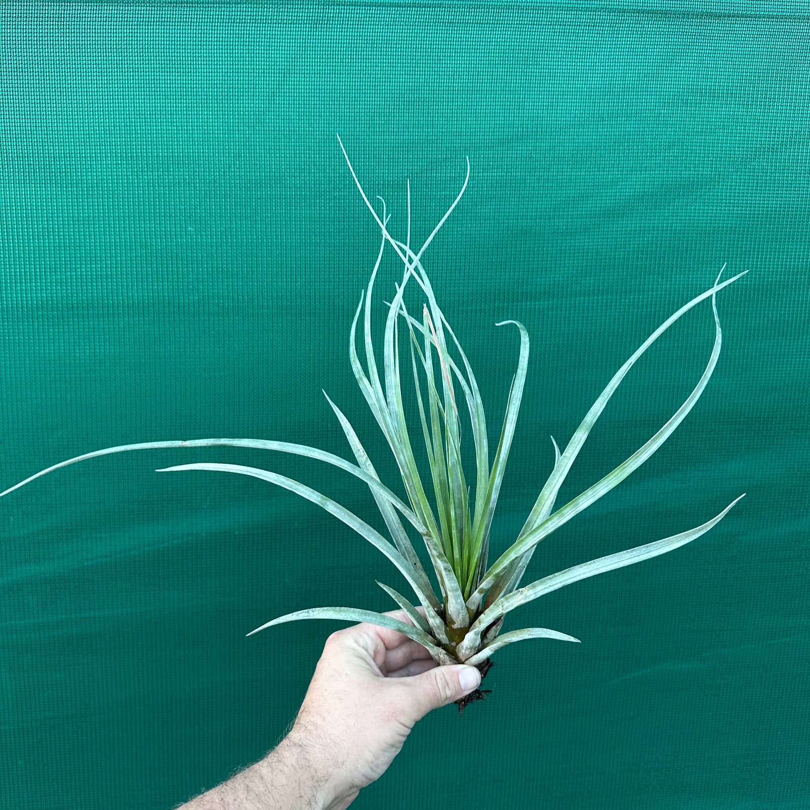 Tillandsia - Daggar ex. BD