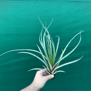 Tillandsia - Daggar ex. BD NEW