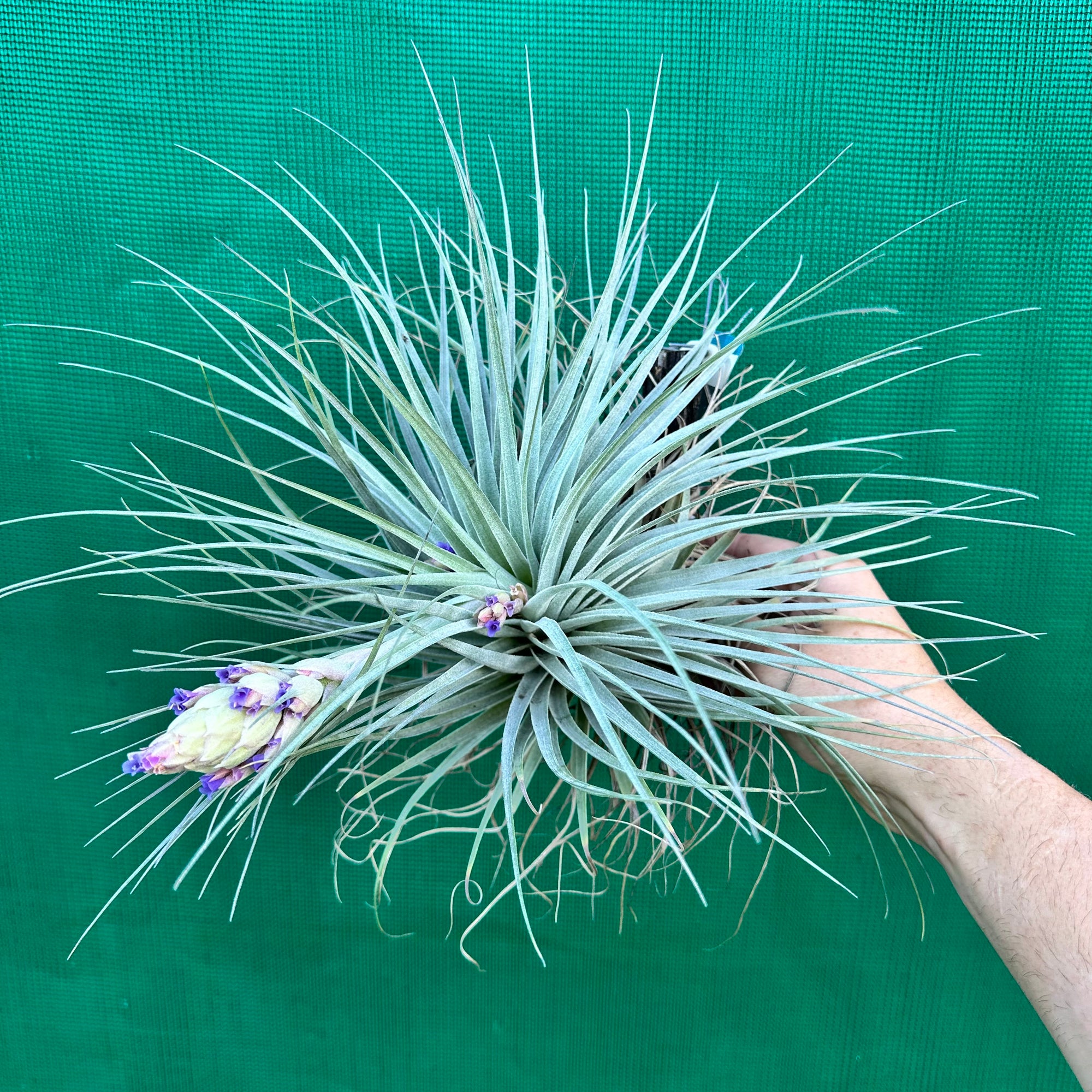 Tillandsia - Gardicta ex. CL - Air Plant Decor
