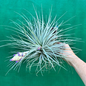Tillandsia - Gardicta ex. CL NEW