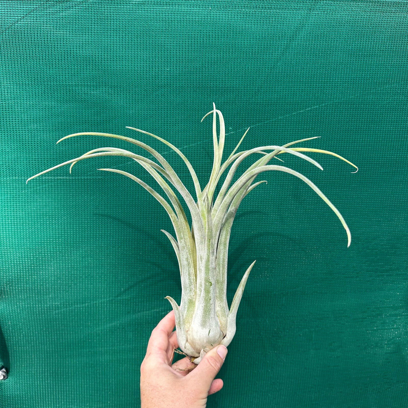 Tillandsia - Como ex. GK