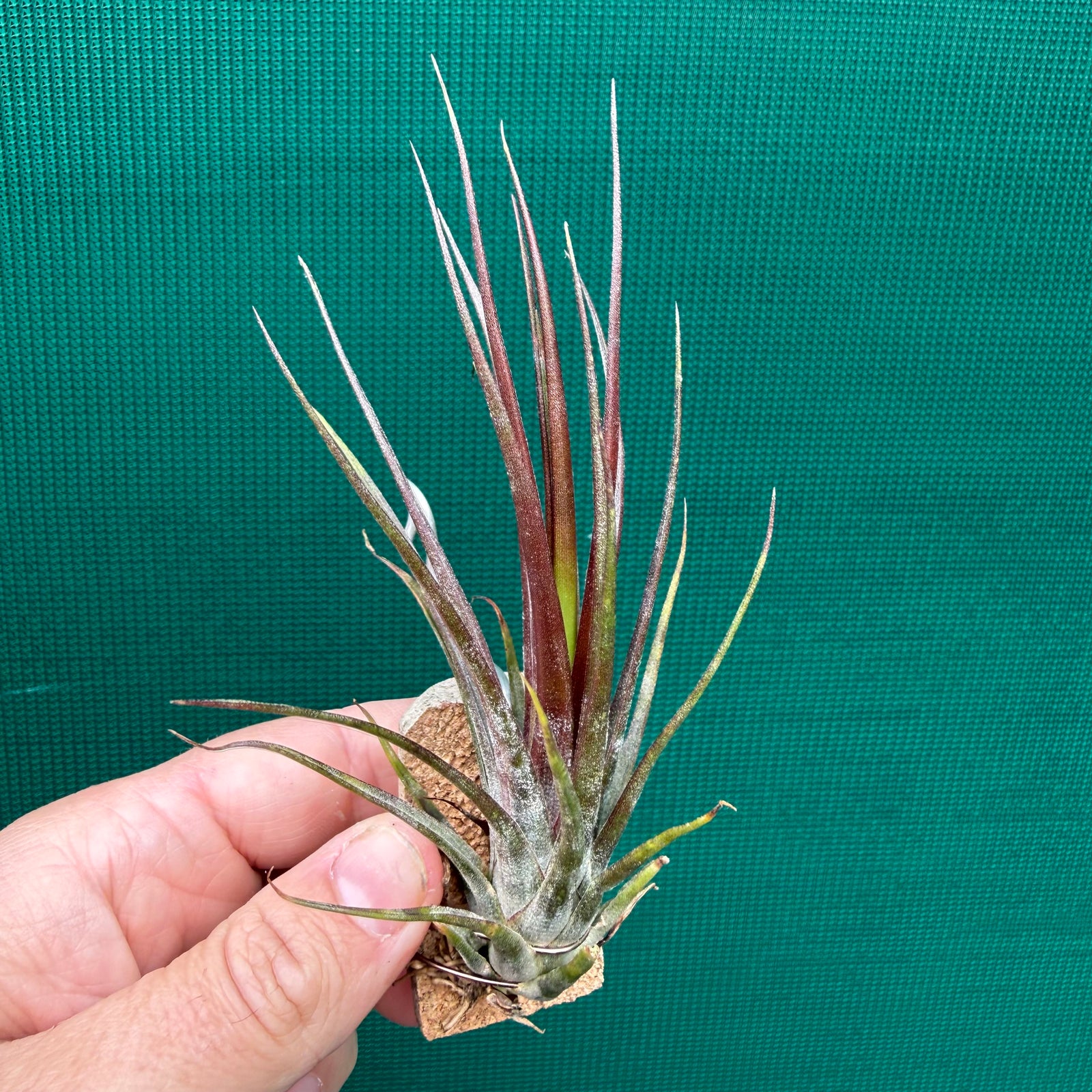 Tillandsia - Charon’s Crystal ex. Pachara NEW
