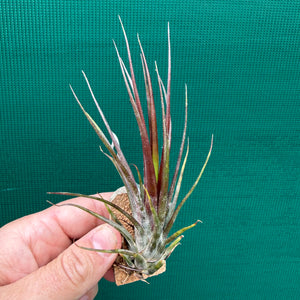 Tillandsia - Charon’s Crystal ex. Pachara NEW