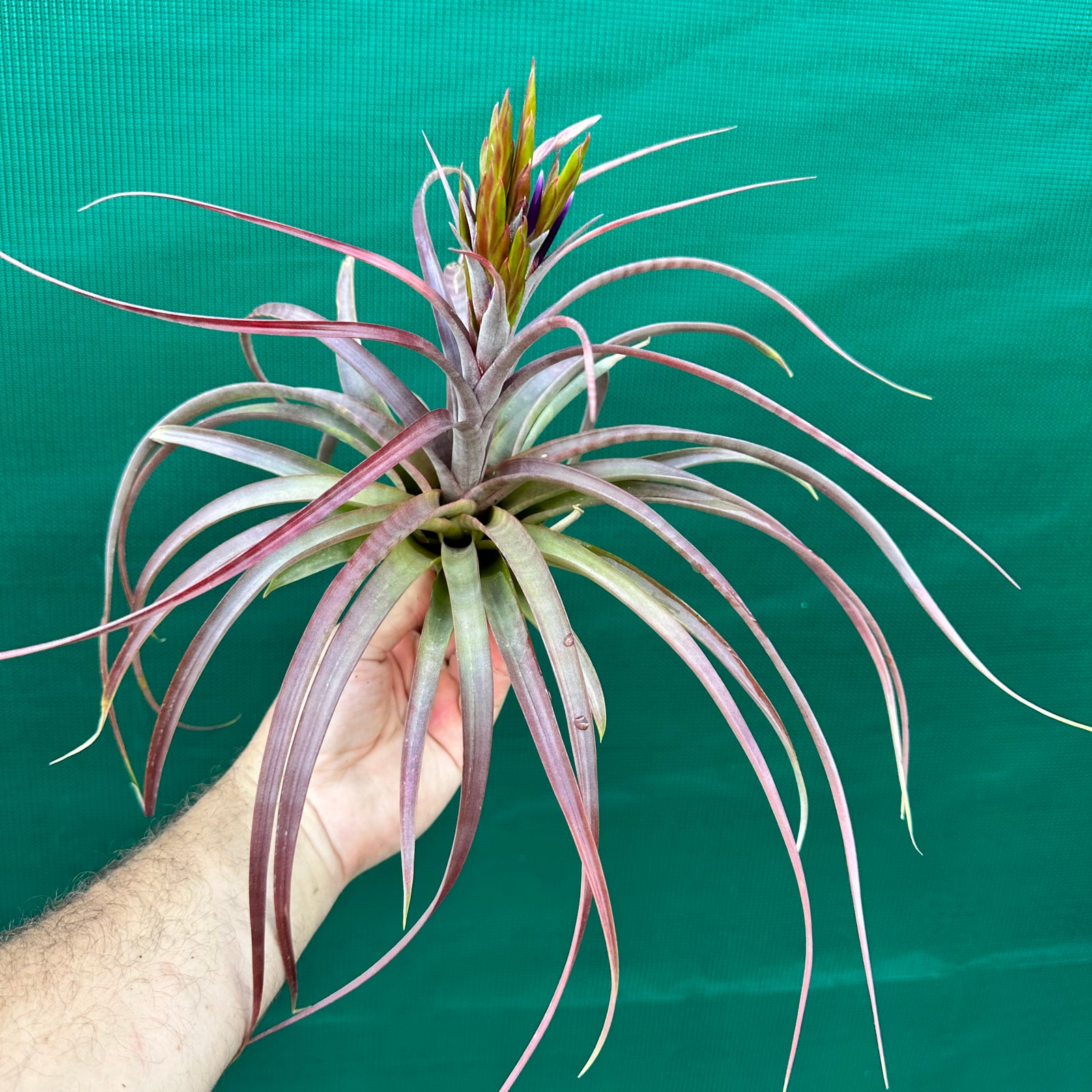 Tillandsia - rothii x capitata ex. HN NEW