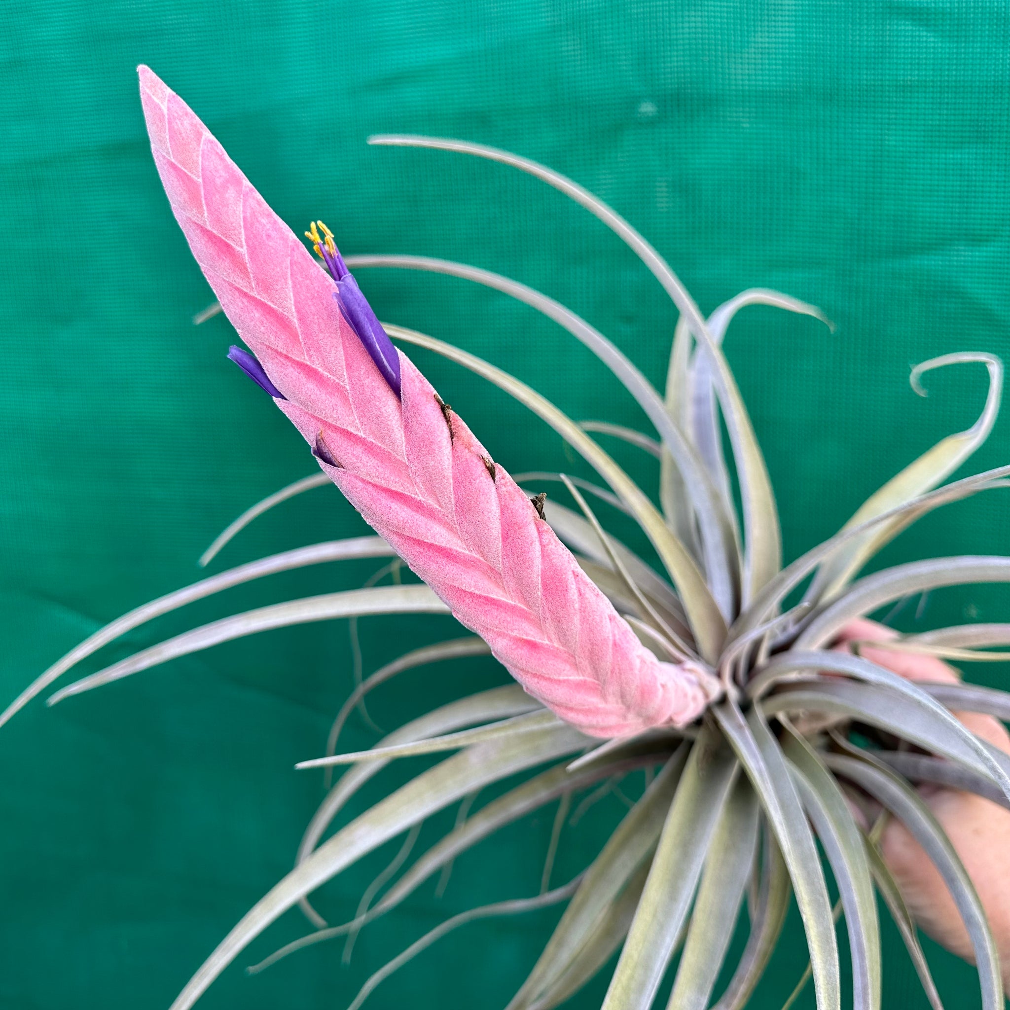 queen of air plants Tillandsia - Queen's Delight