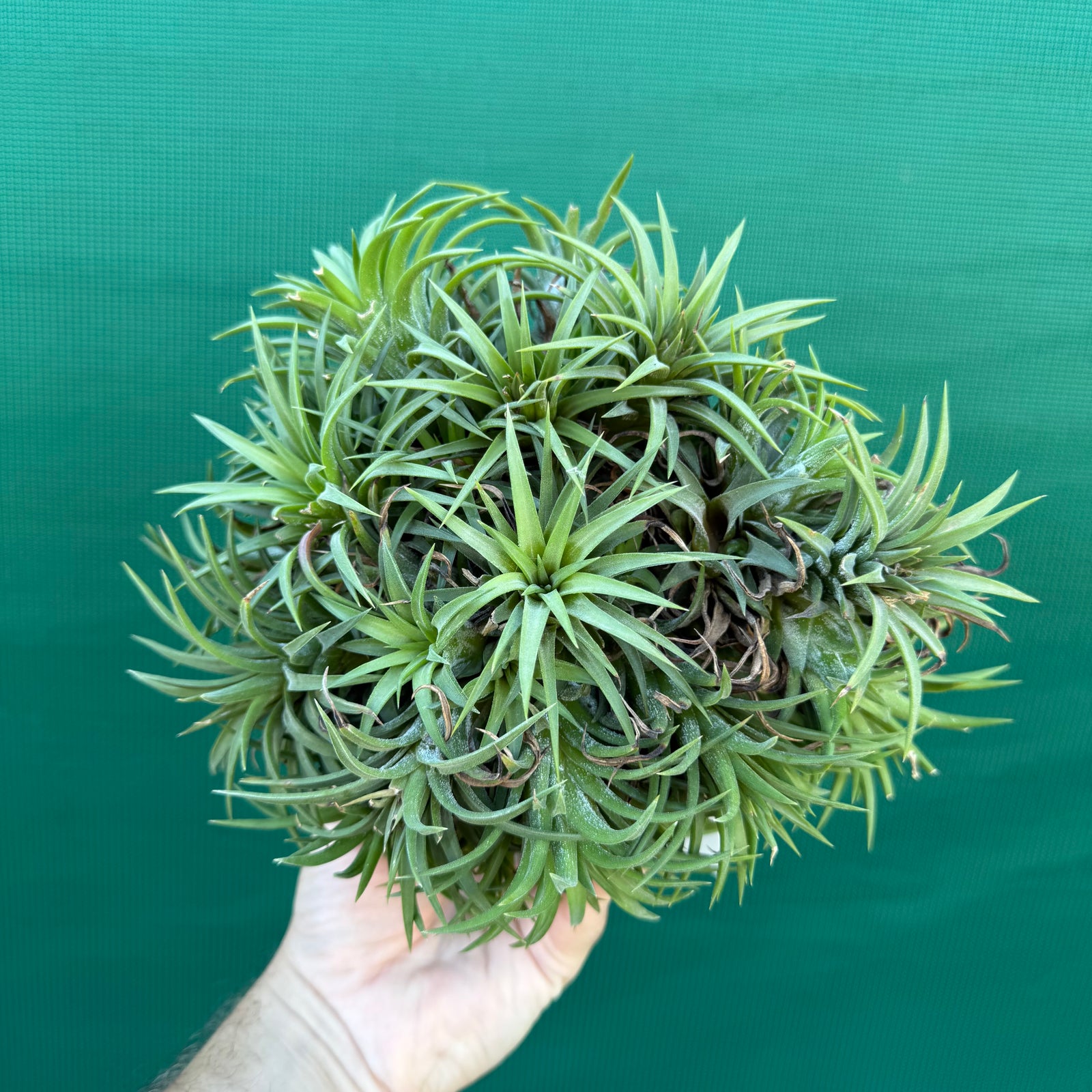 Tillandsia ionantha ‘BOE685’ (Mature Clump)