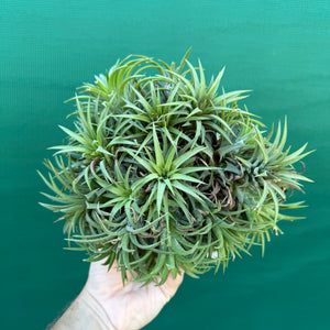 Tillandsia ionantha ‘BOE685’ (Mature Clump)