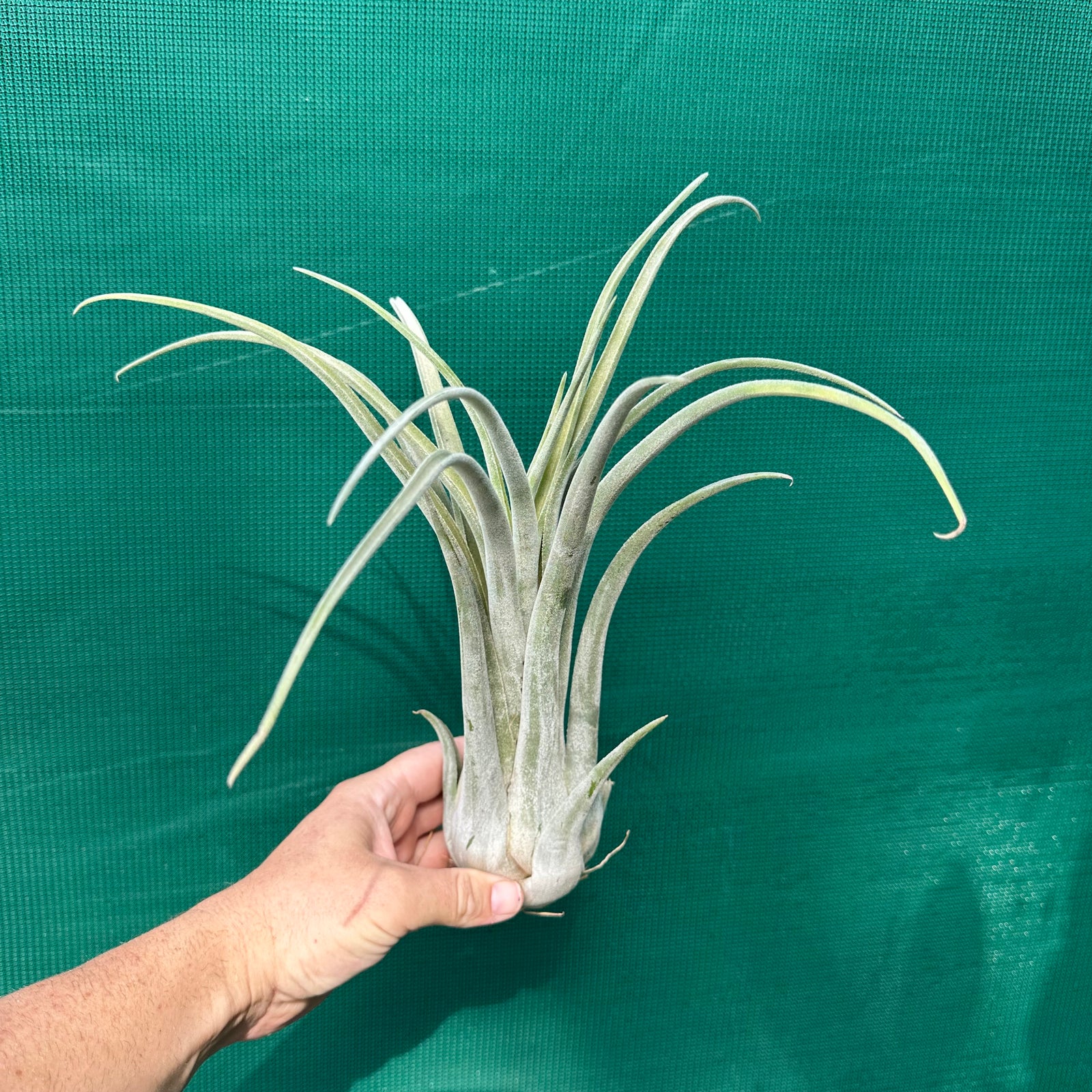 Tillandsia - Como ex. GK