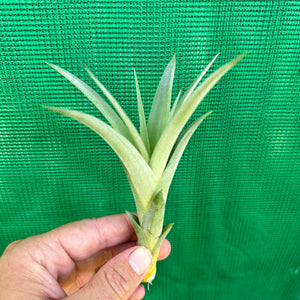 Tillandsia - sp. Mexico Semicaulescent ex. LK