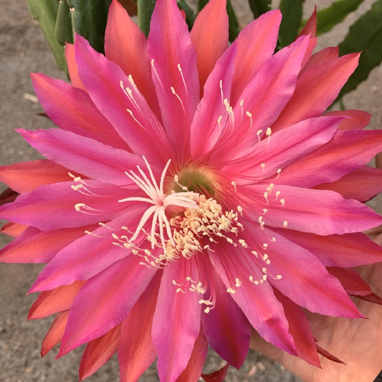 Epi. Hybrid Kiwi Rhapsody EH78