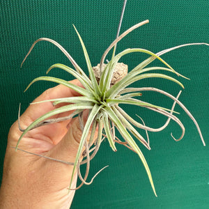 Tillandsia - Murgon ex. SL NEW