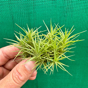 Tillandsia - aeranthos 'Minime' ex. CL NEW