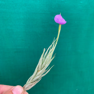 Tillandsia - kirschneckii