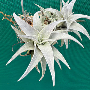 Tillandsia - barbokae ‘White Leaf’ ex. LH NEW