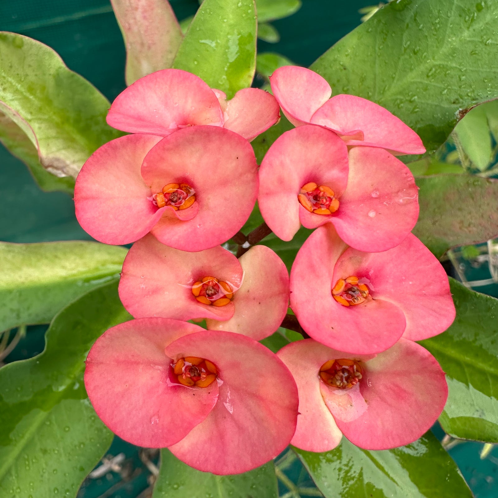 Poysean - Euphorbia milii P054