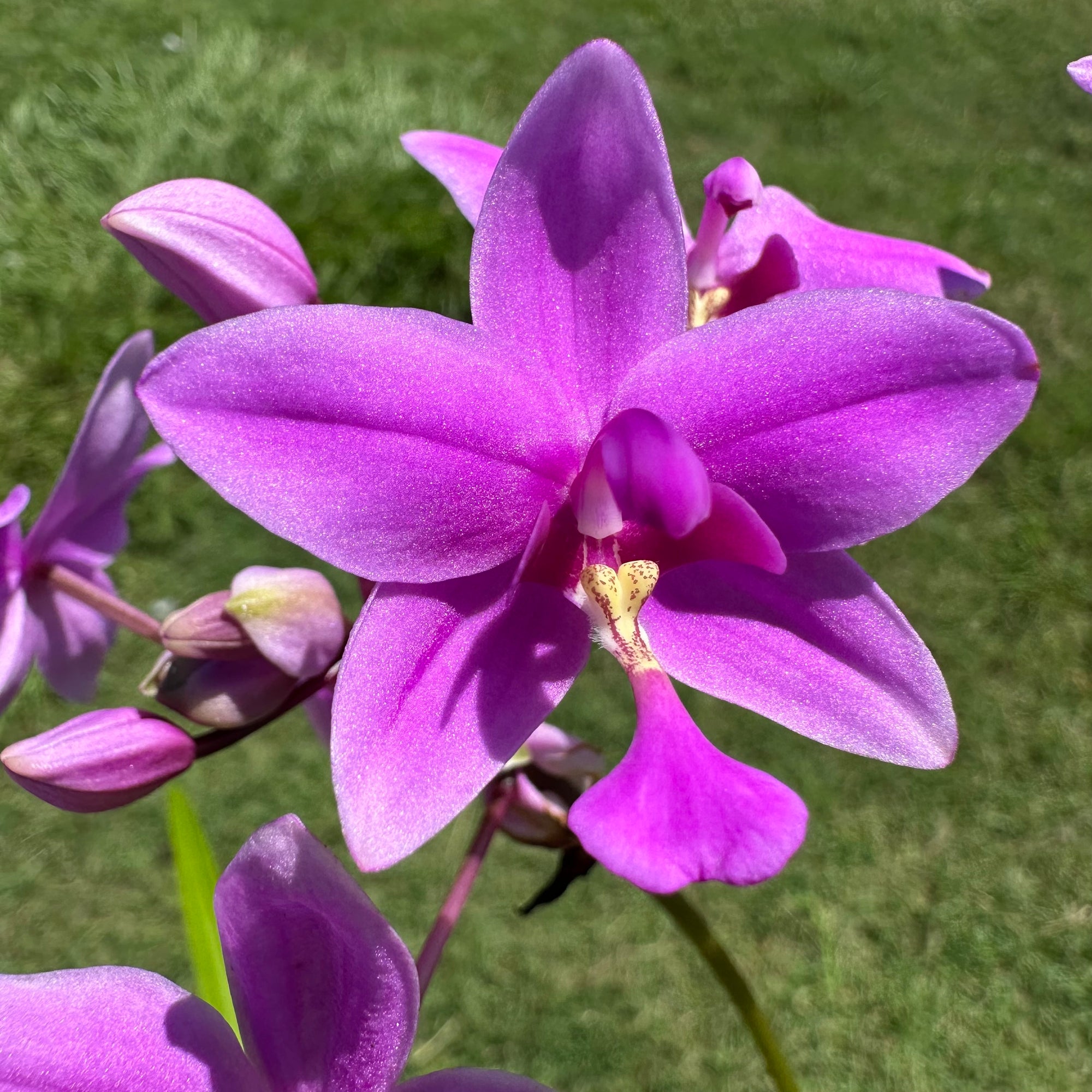 Spathoglottis plicata