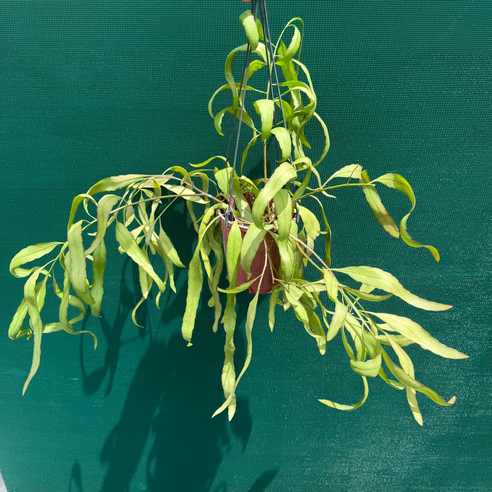 Pseudorhipsalis ramulosa Green - R30