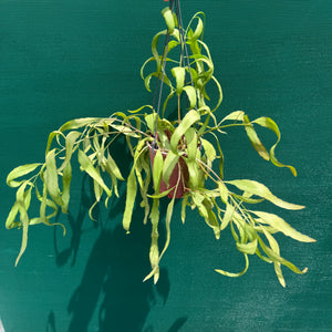 Pseudorhipsalis ramulosa Green - R30