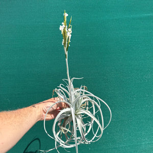Tillandsia - chiletensis ‘Large Form’ ex. PT NEW