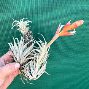 Tillandsia - subsecundifolia ‘Truchlik’ ex. PT NEW