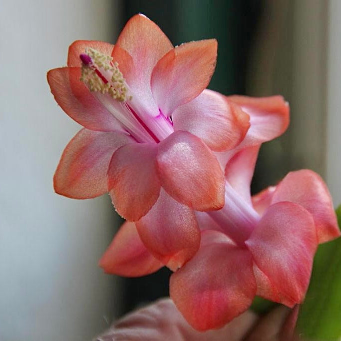 Zygocactus Beach Dancer NEW