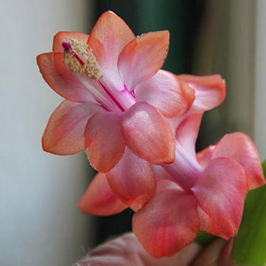 Zygocactus Beach Dancer NEW