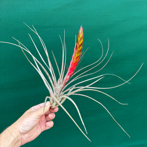 Tillandsia - El Ultimo NEW