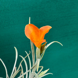 Tillandsia - Holm’s Sunset ex. DD NEW