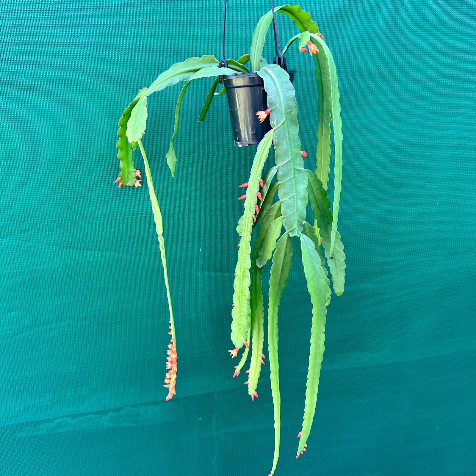 Lepismium monacanthum ssp. Espinosa R70