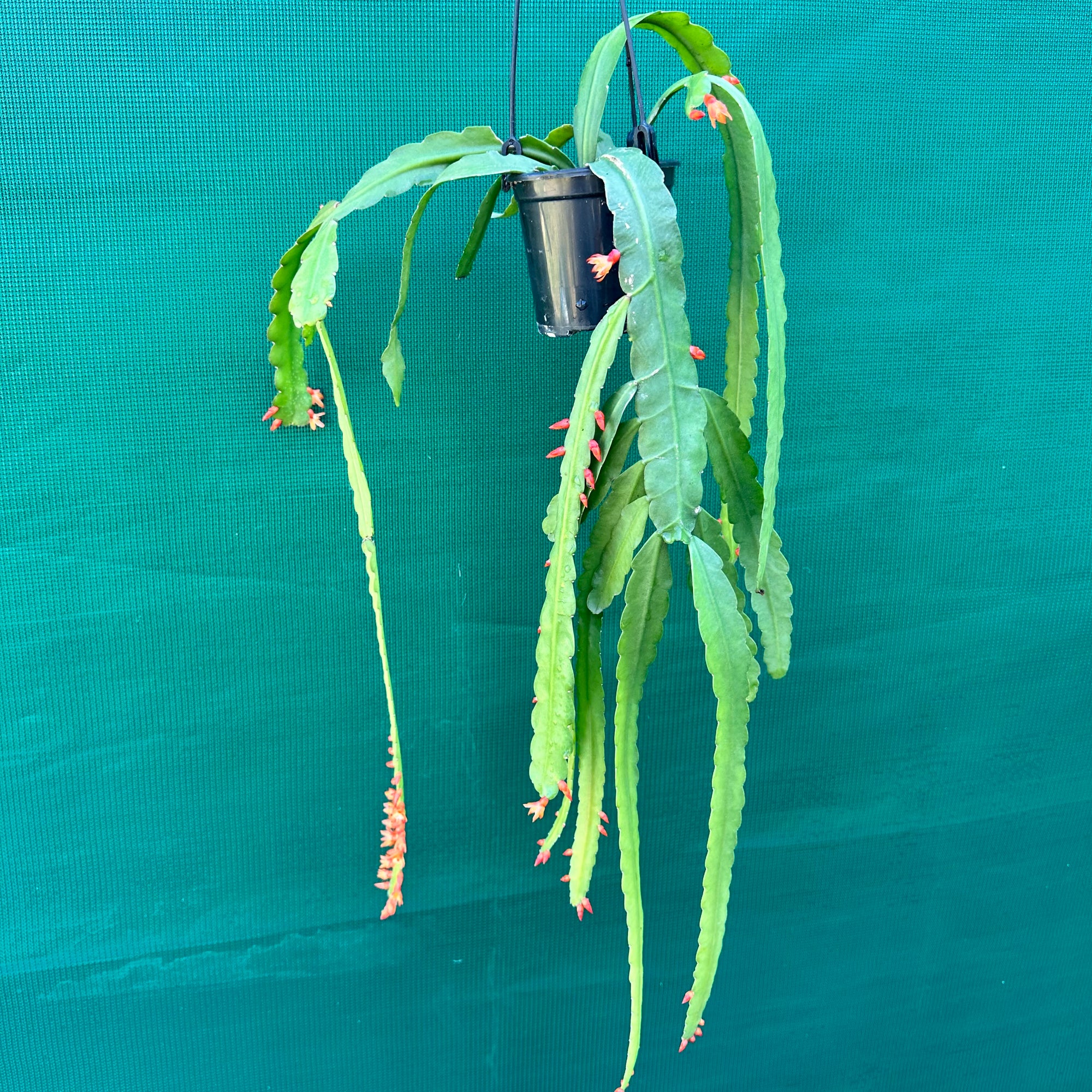 Lepismium monacanthum ssp. Espinosa