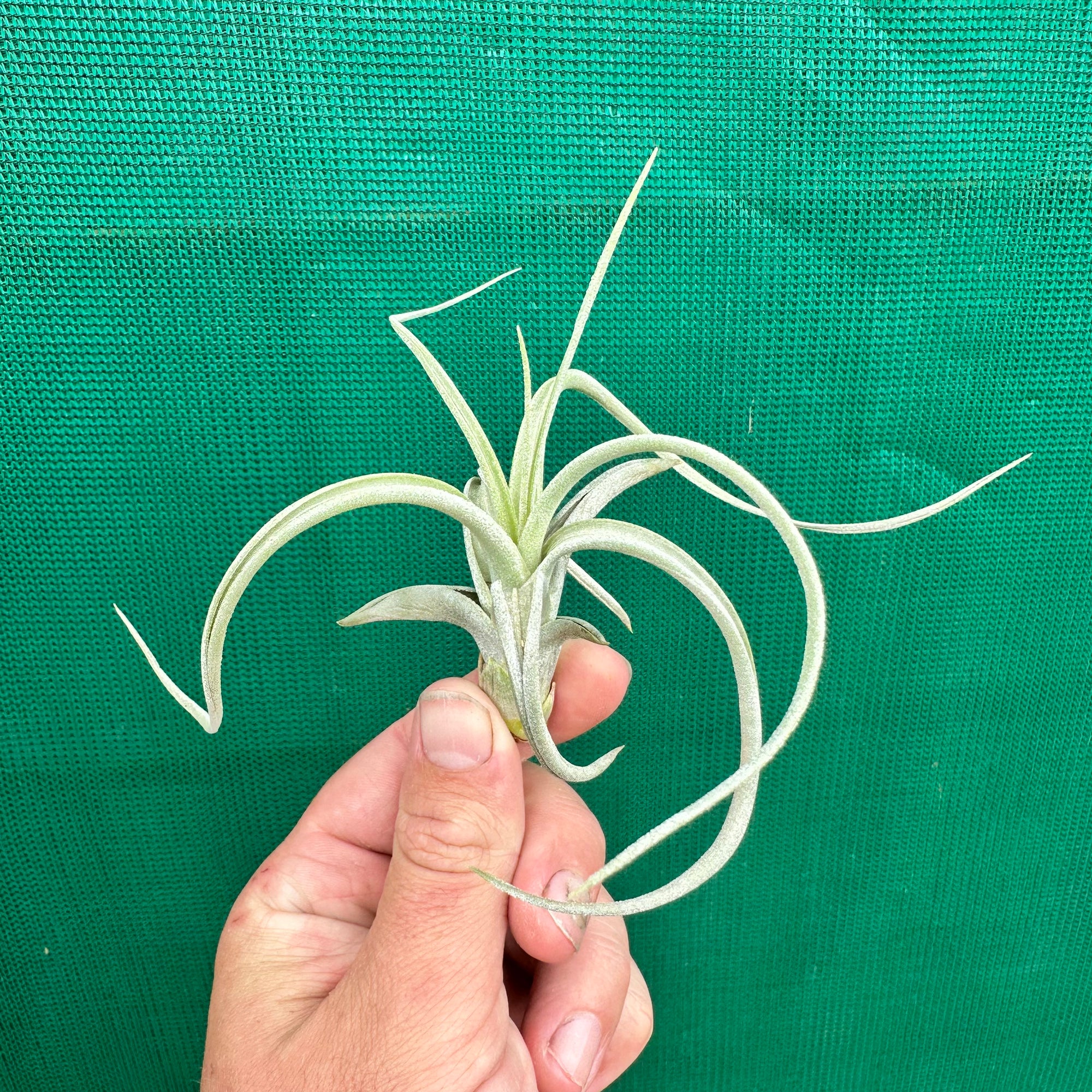 Tillandsia - Impressions Perfection ex. PB