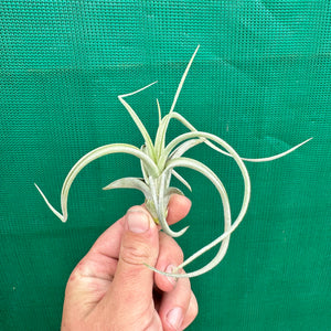 Tillandsia - Impressions Perfection ex. PB