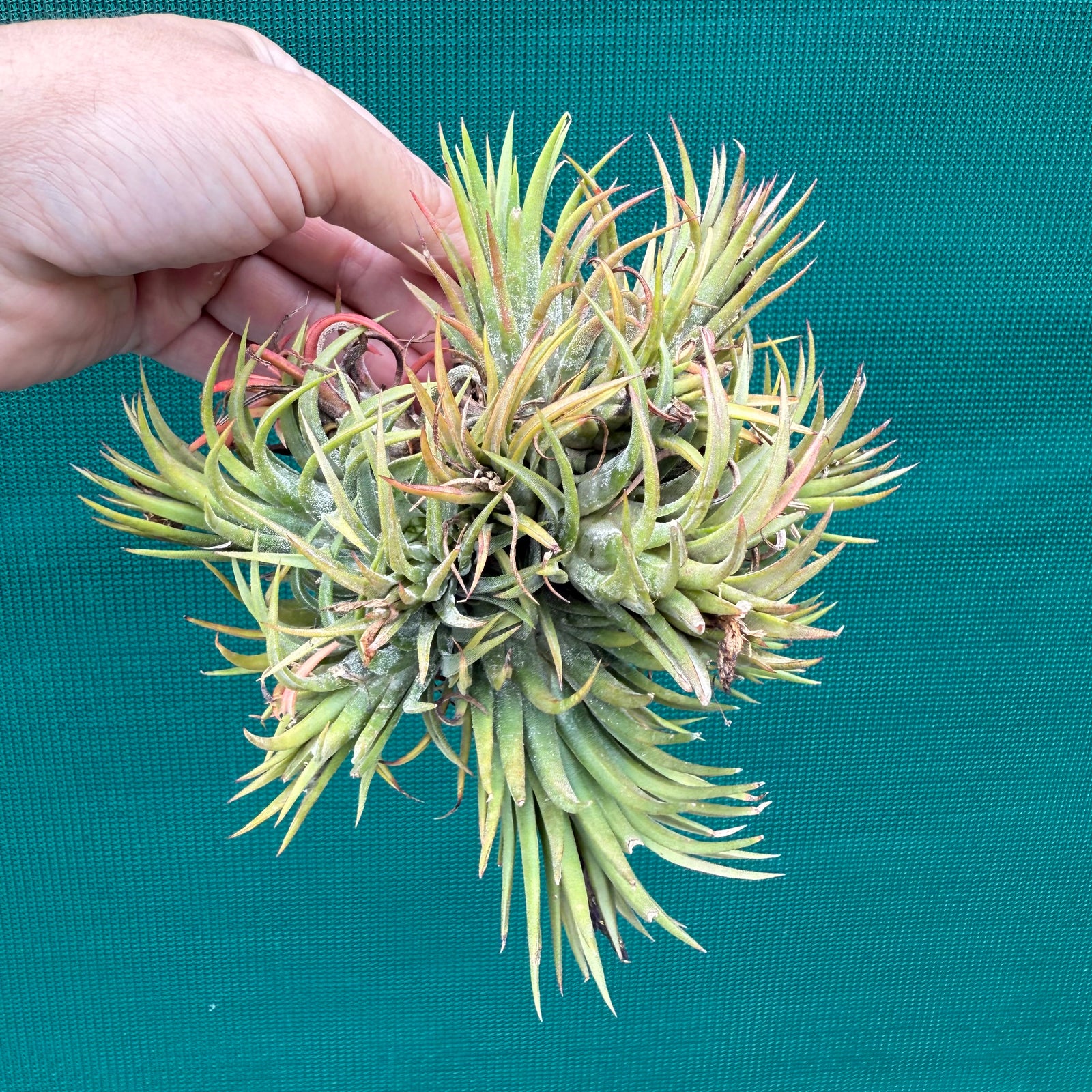 Tillandsia ionantha ‘BOE714’ (Mature Clump) NEW