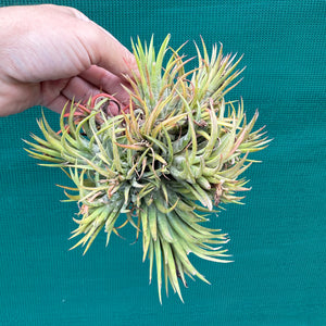 Tillandsia ionantha ‘BOE714’ (Mature Clump) NEW