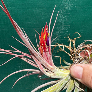 Tillandsia - Yandina NEW