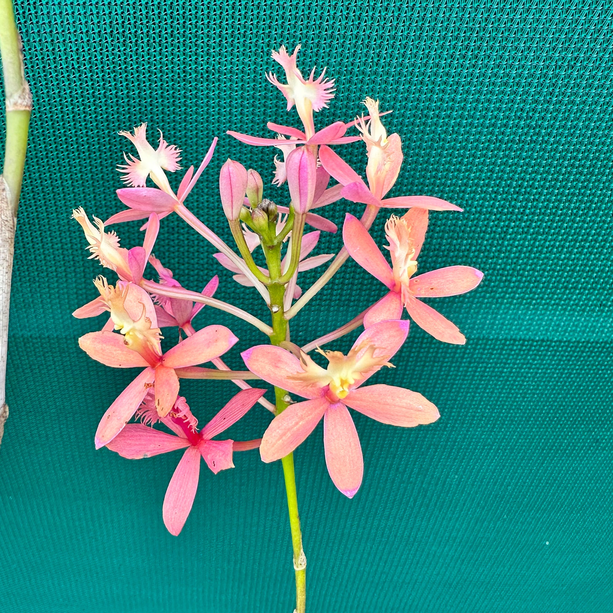 Epidendrum 'Joseph Glow Hilpos' - Air Plant Decor