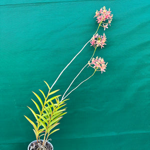 Epidendrum ‘Joseph Glow Hilpos’