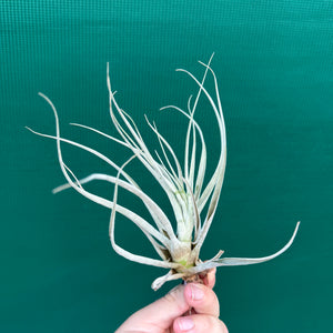Tillandsia - andreettae NEW