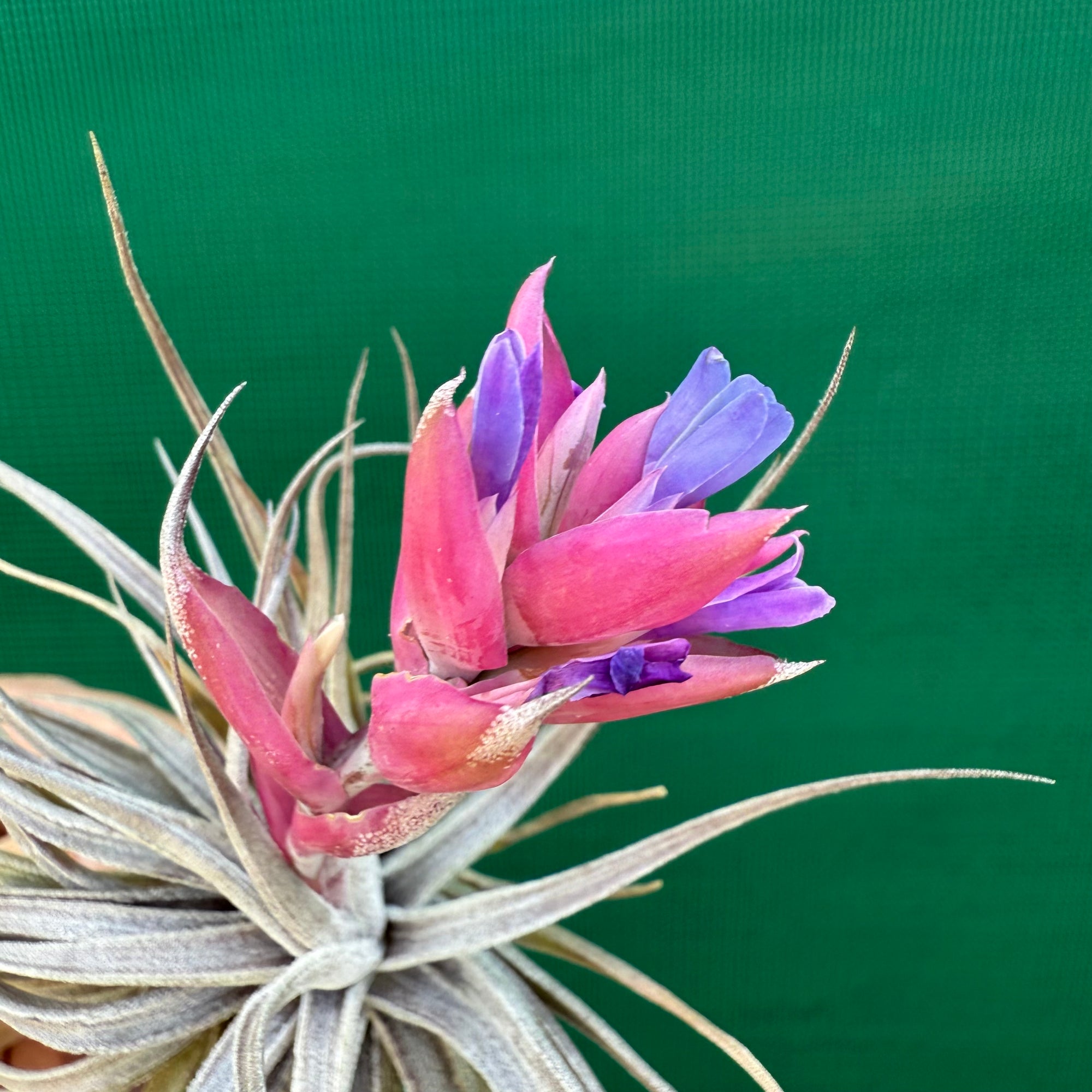 Tillandsia - Rosy Gem NEW - Air Plant Decor