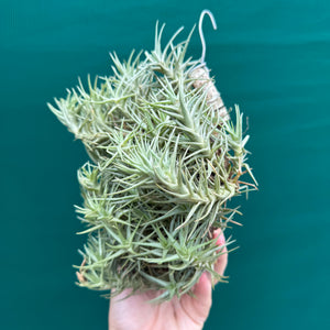 Tillandsia cocoensis (Mature Clump) NEW