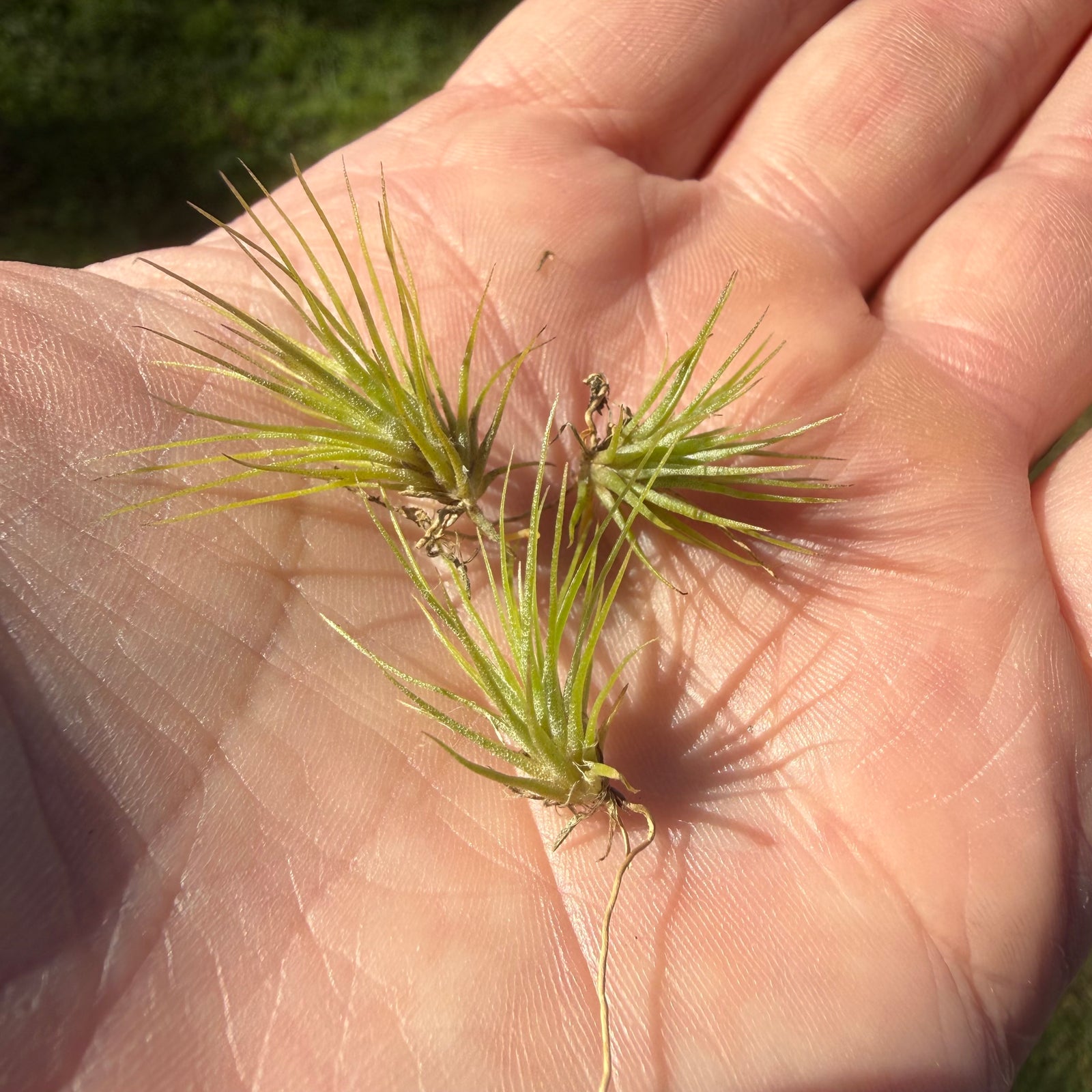 Tillandsia - utriculata