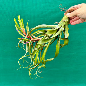 Tillandsia - streptophylla x rhomboidea ex. BG