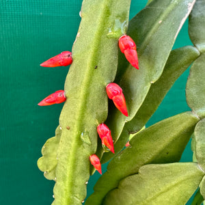 Lepismium monacanthum ssp. Espinosa