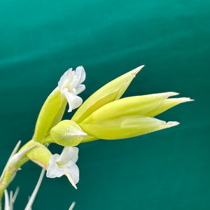 Tillandsia - nuptialis ex. BD NEW