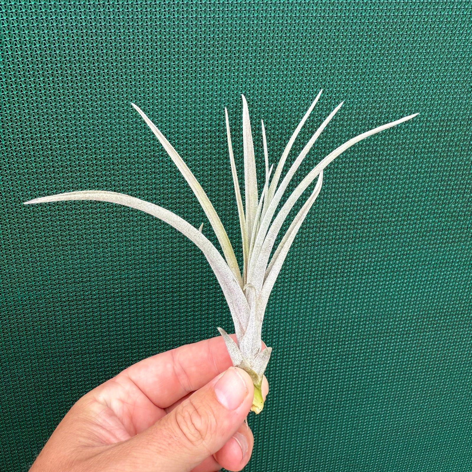 Tillandsia - Daggar ex. BD NEW