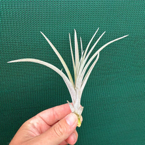 Tillandsia - Daggar ex. BD NEW